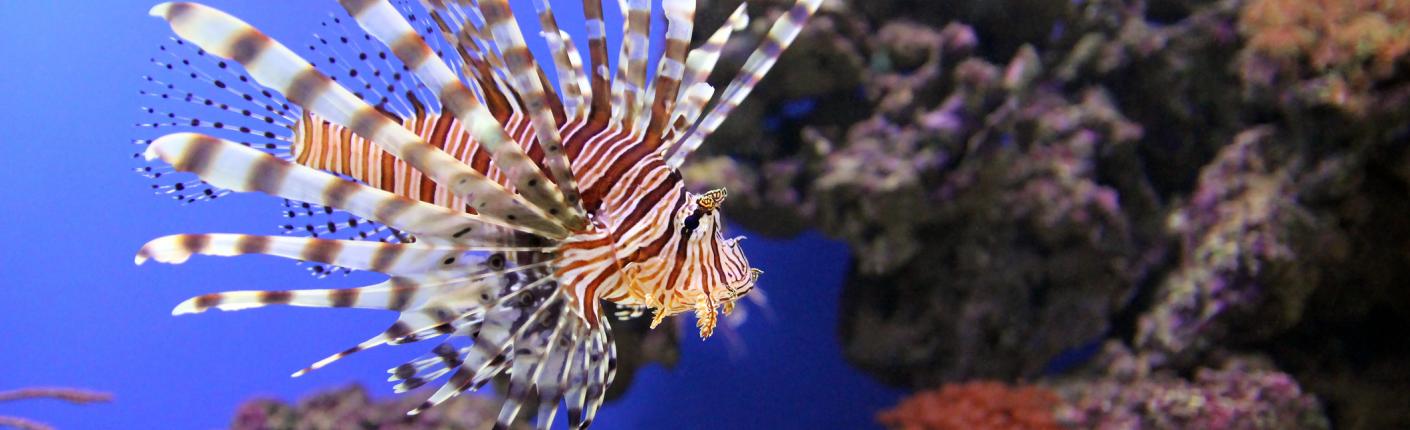 Lion Fish