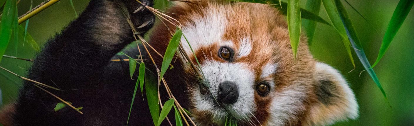 Red panda eating bamboo leaves 