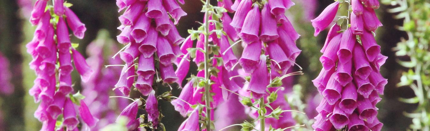 Pink Foxglove flowers in full bloom