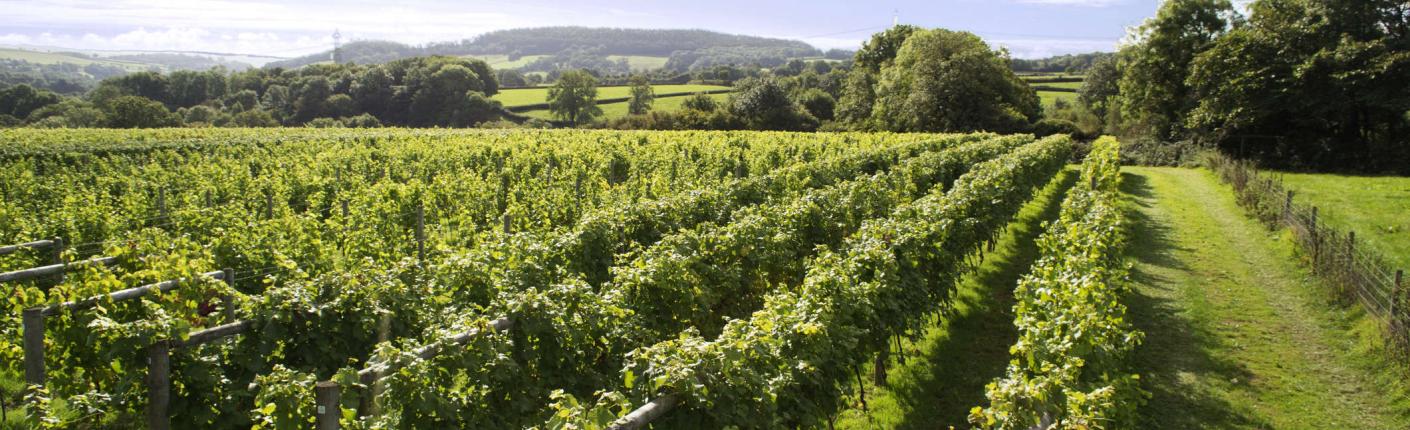 Devon vineyard on a summers day